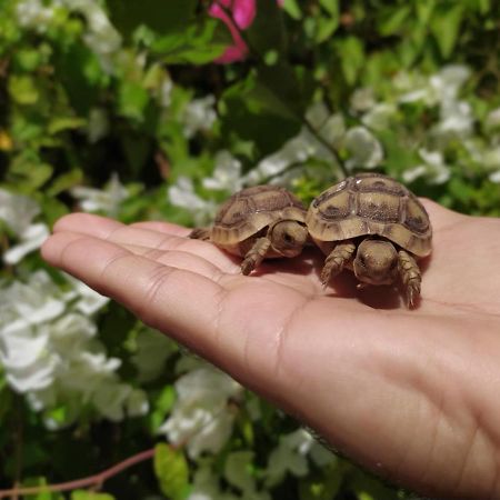 Lotus Turtle Garden Eilat Exterior foto