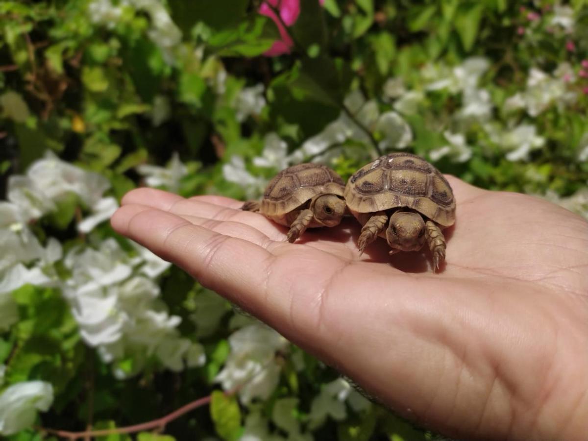 Lotus Turtle Garden Eilat Exterior foto