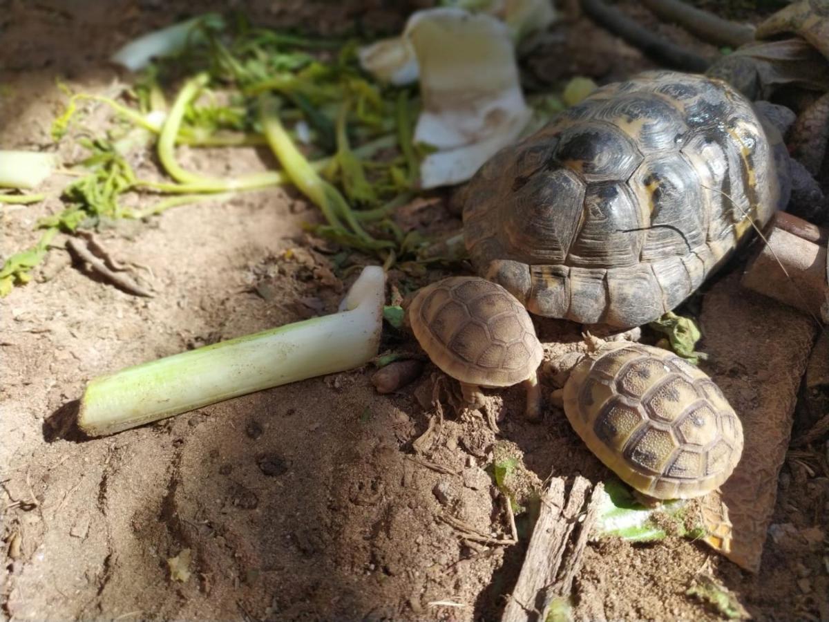 Lotus Turtle Garden Eilat Exterior foto